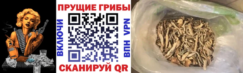 кракен ТОР  Старая Купавна  Псилоцибиновые грибы Psilocybe 